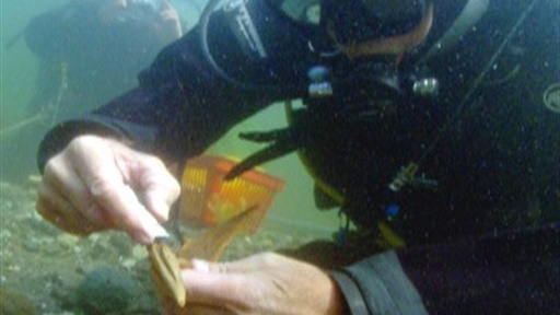 Remains of the Stone Age Video