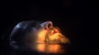 Baltar's Hallucination