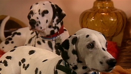 Dogs and Youngsters