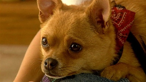 Rescued Dogs Video