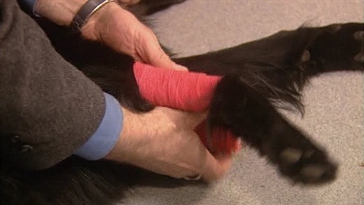 Emergency Dog Care Video