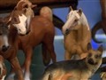 Video Sample