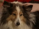 Good Dog! | Season 3 Episode 12 | The Pushy Dog