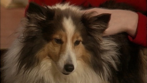 The Pushy Dog