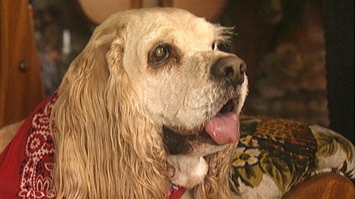 Dogs with Disabilities Video