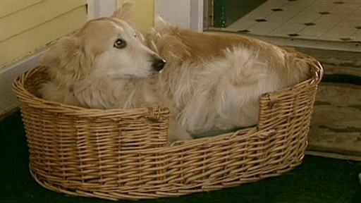 Aging Dogs Video