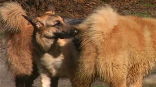 Dogs With Fears