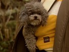 Good Dog! | Season 3 Episode 2 | Children and Dogs