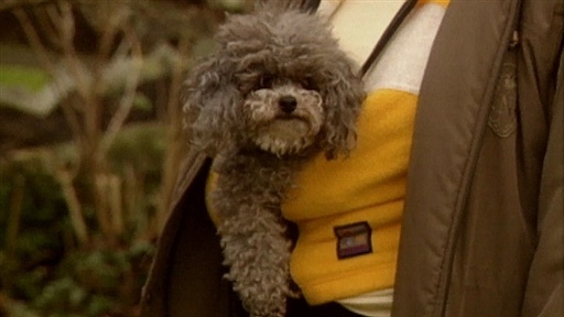 Children and Dogs Video