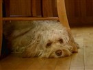 Good Dog! | Season 3 Episode 1 | Dog Grooming