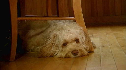 Dog Grooming Video