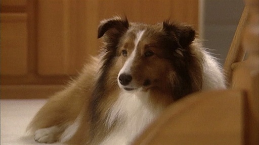 Barker Seeks Attention and Littermates Video