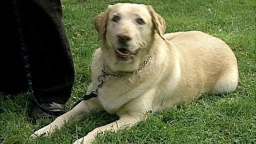 DIY Dog Food, Doggie Runaways Video
