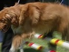 Good Dog! | Season 2 Episode 23 | Agility and Tracking, Doggie Popsicles