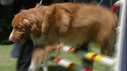 Agility and Tracking, Doggie Popsicles