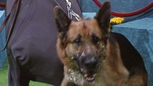 Circle Mad Dog Food Video