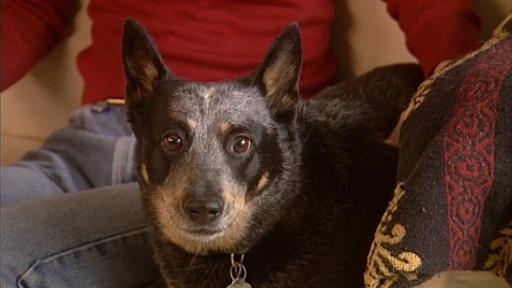 Doggie Siblings, Barkers and Sign Language