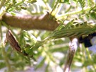 Praying Mantis Vs. Grasshopper