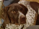 Good Dog! | Season 2 Episode 17 | Thunder Phobia, Zealous Defender, Pooper