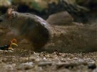 Centipede Vs. Grasshopper Mouse