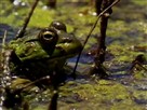 Bullfrogs Eat Everything