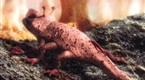 NGC Presents: Extraterrestrial (season 5, episode 5)