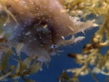Fish vs. Sargassum Video