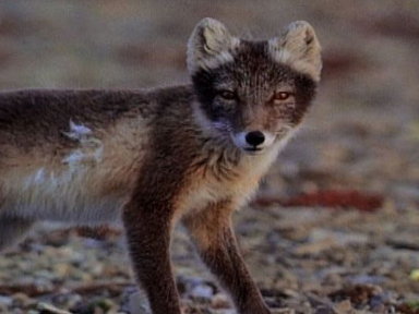Arctic Fox vs. Murres Video