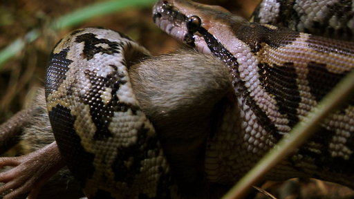 Rat vs. Two Predators