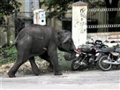 Violent Elephants Run Amok in India