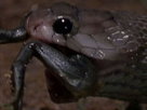 National Geographic Animals | Tiny Killers: Baby Cobra