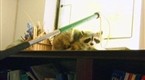 Raccoon Attack