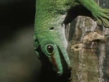 Meet the Ninja Gecko