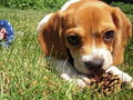 Man Spends $60K to Get Custody of Dog