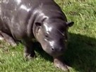Hippo, Hippo, Hooray!