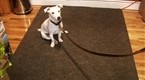 LiveMojo: Basic Dog Commands: Come Here