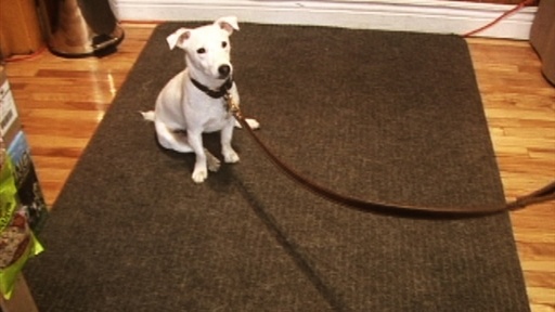 Basic Dog Commands: Come Here