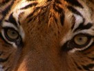 2005 Cincinnati Bengals