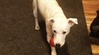 LiveMojo: How to End Destructive Chewing