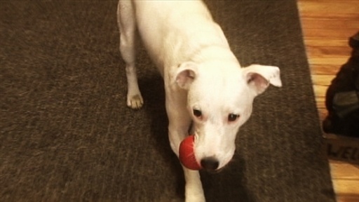 How to End Destructive Chewing