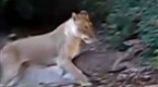 NBC TODAY Show - Deer Gets Stuck In Lion’S Den