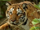 Lost Land of the Tiger