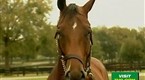 TVG: TVG Features: Confirmation
