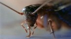 Saturday Night Live: Bug Off