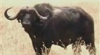 Expedition Safari: Never Too Small