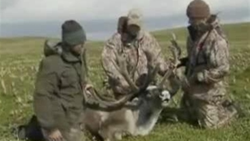 Alaska Caribou