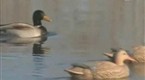Ducks Unlimited TV: Boise River Roundup