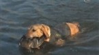 Ducks Unlimited TV: Boise River Roundup