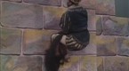 Rapunzle and Her Weave