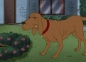 Doggone Crazy picture